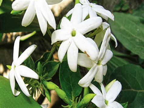 Essay About Jasmine Flower In Tamil Best Flower Site