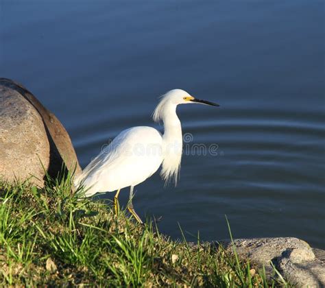 Beautiful White Bird On The Lake Coast Stock Image Image Of