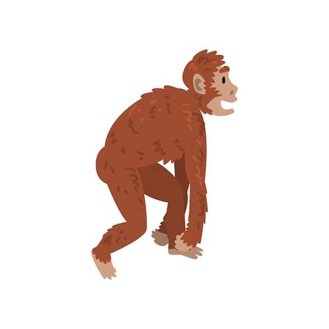 Premium Vector Ape Monkey Driopitek Biology Human Evolution Stage