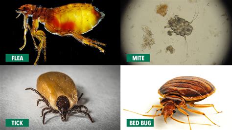 Pest Advice For Controlling Bed Bugs