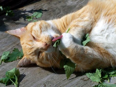10 Times Cats Found Catnip And Catexe Stopped