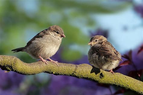 How Birds Recognize Each Other Memory Of Social Birds News Birds