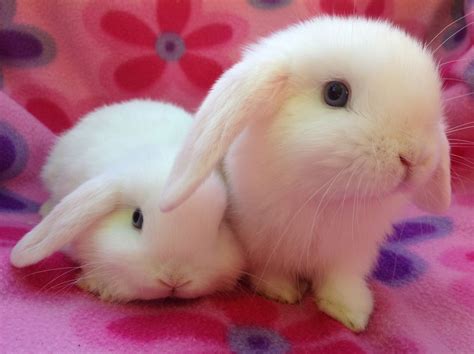 Gorgeous Mini Lop Bunnies | Croydon, Surrey | Pets4Homes | Mini lop ...