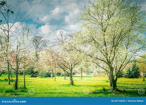 Blossom Of Fruits Trees Garden Or Park Spring Nature Stock Photo