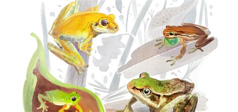 Especialidade De Anfíbios Respondida