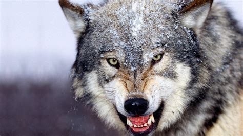 Wolf wallpaper ringtones and wallpapers. Free Wolf Backgrounds - Wallpaper Cave