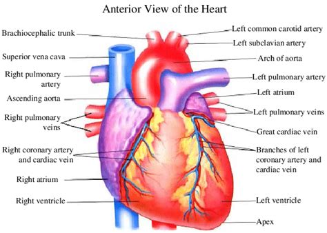 The overall shape and position of the heart may vary according to the relative size and orientation of each of its parts. 1: Heart anatomy from the anterior view (left) and ...