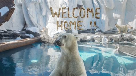 Polar Bears Return From Maternity Mission Nbc 7 San Diego
