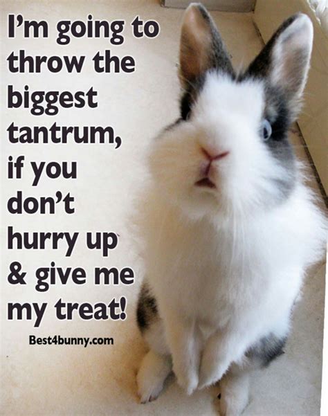 That Bunny Looks Like She Has Had Too Much Caffeine Lol Rabbit Jokes
