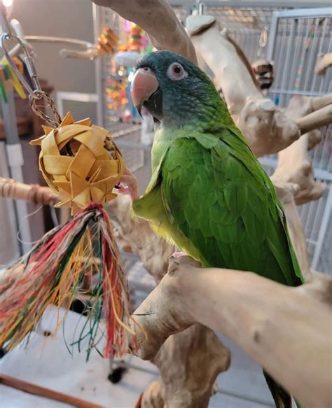 Blue Crowned Conures Parrot For Sale Papagei Vogel Zum Verkaufen