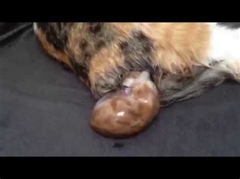 Black kittens in a dream are sometimes considered a good sign. Kitten being born. - YouTube