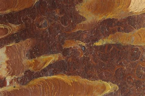 97 Polished Stromatolite Jurusania From Russia 950 Million Years