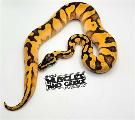 High Intensity Orange Dream Pastel Enchi Calico Poss Yb Ball Python By Muscles And Geeks Ball