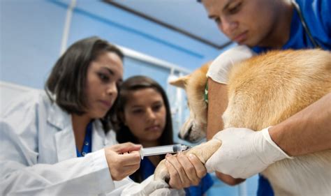 medicina veterinaria asistencia veterinaria universidad técnica nacional costa rica