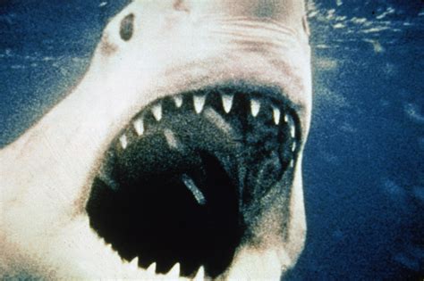 See 8 Fascinating Jaws Movie Facts Every Die Hard Fan Should Know