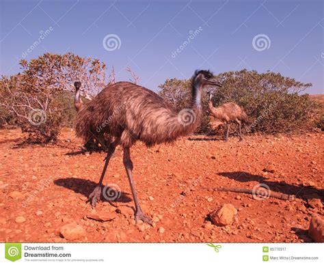 Emus Australia Stock Image Image Of Flightless Field 65770317