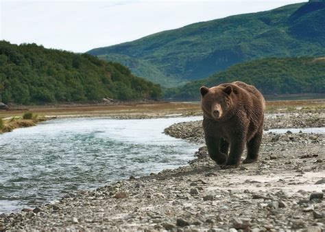 Visit Katmai National Park On A Trip To Alaska Audley Travel