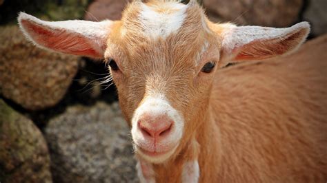 Download Wallpaper 1920x1080 Goat Face Young Full Hd Hdtv Fhd
