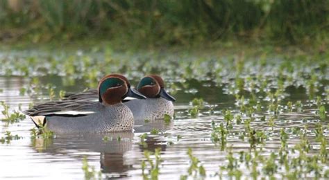 Eurasian Teal British Waterfowl Association