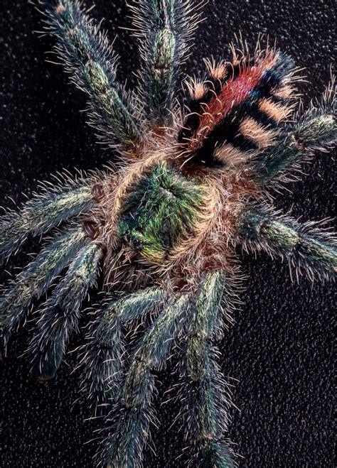 00421 ybyrapora diversipes psalmopoeus cambridgei tarantula rehouse. Ybyrapora diversipes L1/2 - Euro Spiders
