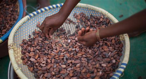 Fairtrade Welcomes New Cocoa Floor Price In Cote Divoire And Ghana As Benefit For Farmers