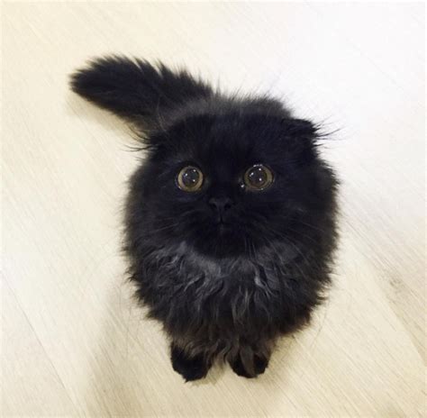 This Cat Might Have The Most Adorable Eyes You Ve Ever Seen Artofit