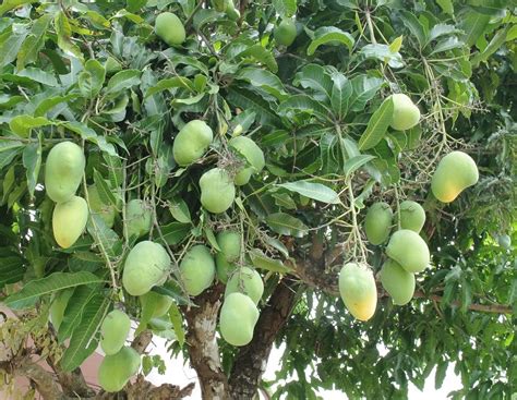 Jack fruit is the state fruit of kerala. Dwarf Mango Trees: Not so Difficult to Grow - Mango.org