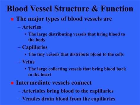 According to the cleveland clinic, if you laid out all of the blood vessels of the. PPT - The Cardiovascular System: Blood Vessels PowerPoint ...