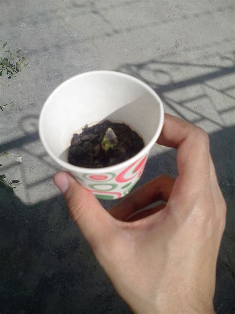 Mammoth sunflowers require a container that has a capacity of at least 19 litres. Sunflower | Sunflowers Concerns: Current pot sizes and ...