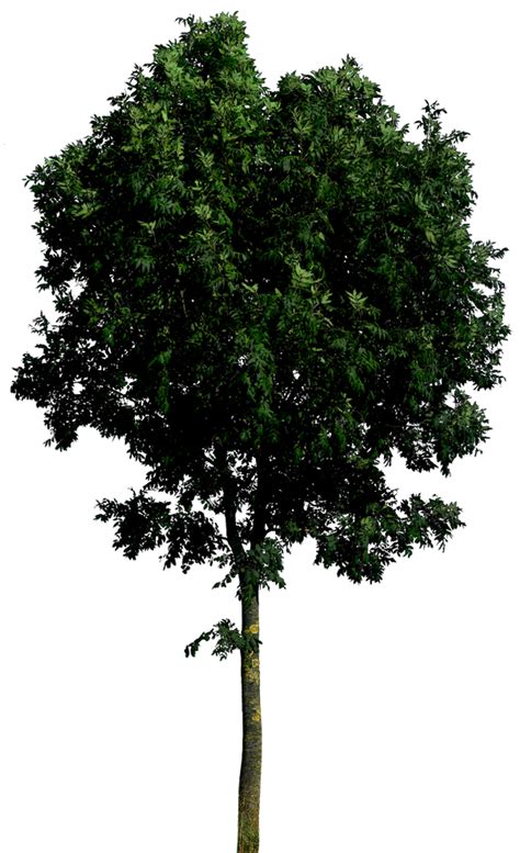 Tree Png Hq By Gd On Deviantart
