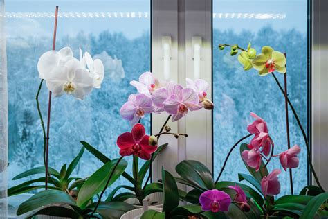 Types Of Orchids To Keep As Houseplants With Pictures