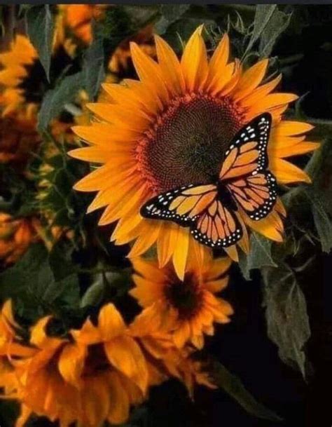 Monarch Butterfly On A Sunflower Sunflower Pictures Sunflower