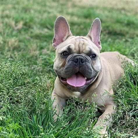 Producing bulldogs with beautiful confirmation and health since 2001. BlueCoat French Bulldogs | Ask Frankie Breeder Directory