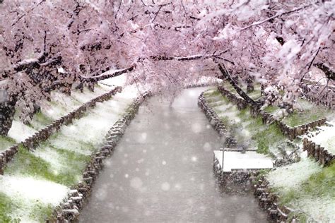 Rare Snow Falls On Cherry Blossoms In Japan Klook Travel Blog