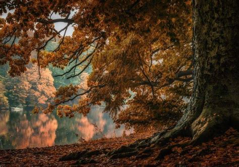 Nature Landscape Lake Trees Fall Leaves Reflection
