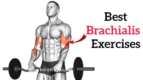 Biceps Brachii And Brachialis Exercises