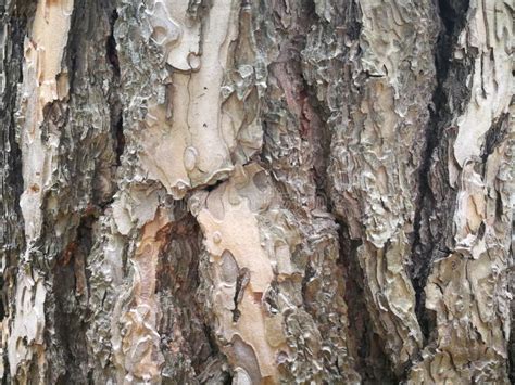 Close Up Of Tree Bark Stock Photo Image Of Bark Detail 92743572