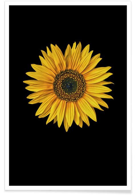 Sunflower Poster Juniqe