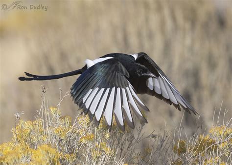 Black Billed Magpies In Flight Feathered Photography