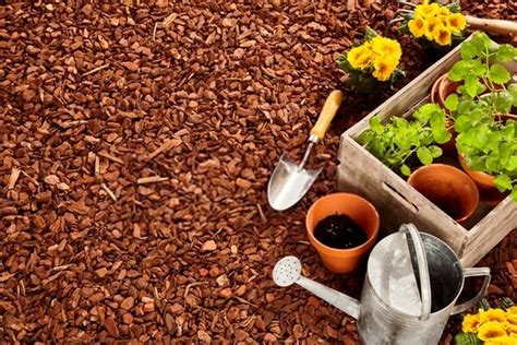 The Best Mulch For Vegetable Garden