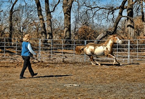 How to introduce a round pen in an easy gentle way that could help you avoid unnecessary, frantic circling and an upset horse. How to Build a Round Horse Pen on an Budget