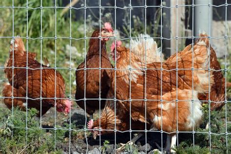 Outbreak Of Infectious Bird Flu In Norfolk Spreads To Second Location Norfolk Live