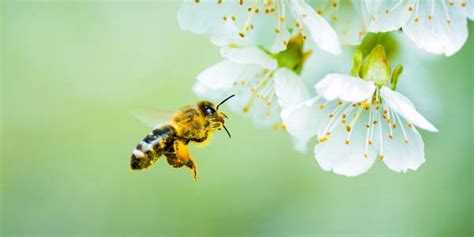 Bee Pollination