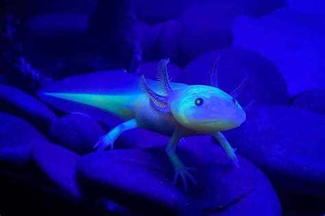 Gfp Axolotl Guide Why Glowing Care And Diet Ac Aquarium Life