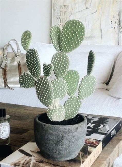 Bunny ears cactus require a special mix of potting soil for its root system to properly develop. Pin on Home