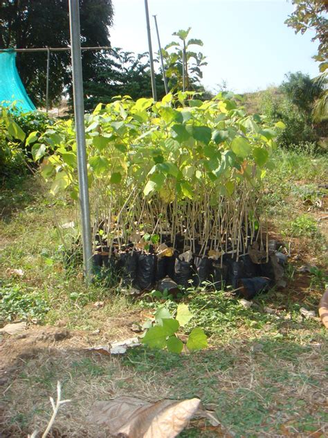 I'll post the whole tree soon. Go Green Initiative : Gmelina Arborea plantation