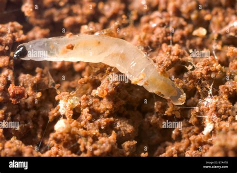 Fungus Gnat Larva Stock Photo Alamy