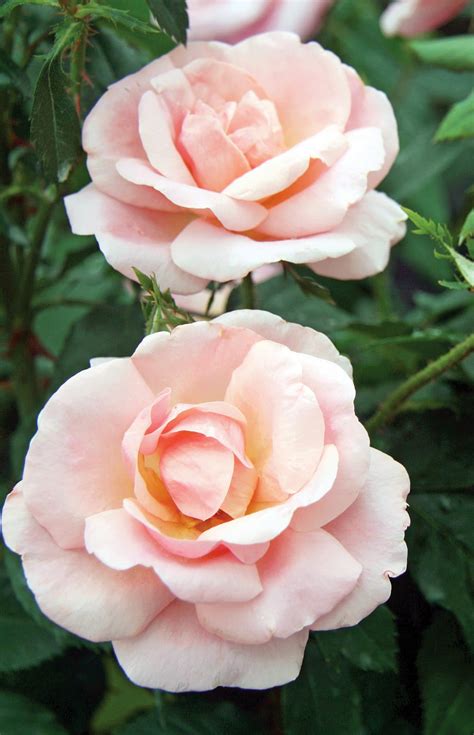 Peachy Knock Out Rose Newest Knock Out Rose 4 Pot