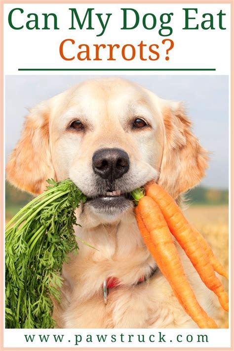 We All Know Carrots Are Good For Humans But Are They A Safe Treat For