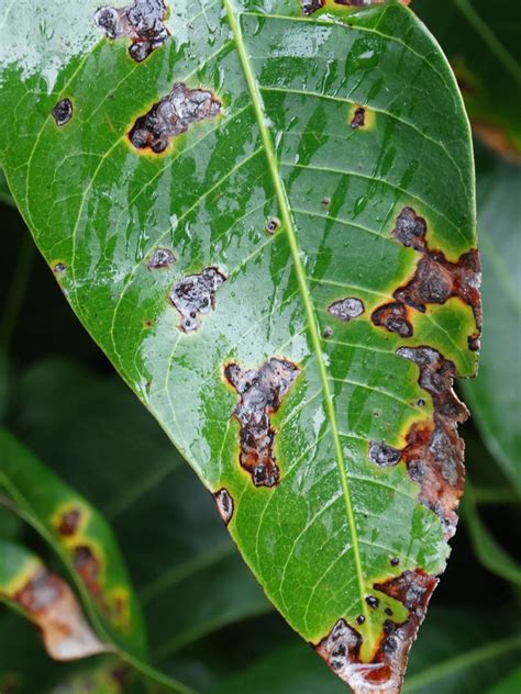 Mango Manera Indica Bacterial Black Spot Caused By X Flickr